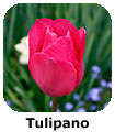 Tulipano